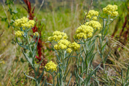 Clusters of Helichrysum arenarium (dwarf everlast) with small yellow blooms thriving in a dry, grassy, sunlit habitat.の写真素材