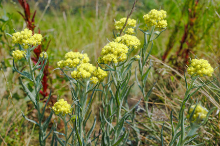Clusters of Helichrysum arenarium (dwarf everlast) with small yellow blooms thriving in a dry, grassy, sunlit habitat.の写真素材
