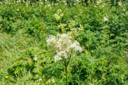 Close-up of Filipendula ulmaria (meadowsweet) with delicate white blossoms growing in a lush, sunlit summer meadow.の写真素材