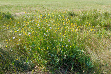 Dense cluster of yellow hawkweed flowers and white seed heads growing wild in a grassy field under bright summer light.の写真素材
