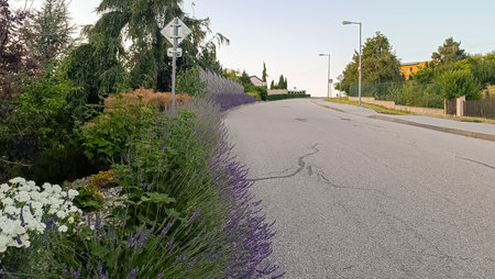 Quiet asphalt street in a residential neighborhood lined with blooming lavender and ornamental plants during a warm summer evening.の写真素材