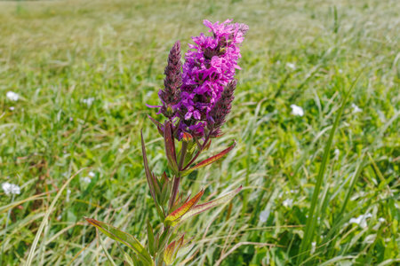 Close-up of Lythrum salicaria with bright purple flowers growing in a green summer meadow, captured in natural daylightの写真素材