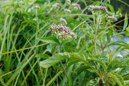 Detailed photo of Eupatorium cannabinum, also known as hemp-agrimony, with pink flower clusters and...