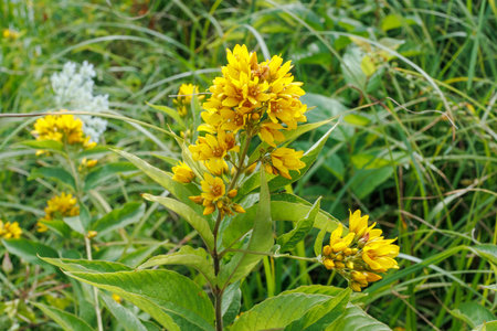 Vivid cluster of yellow loosestrife (Lysimachia vulgaris) flowers blooming in a sunny meadow with...