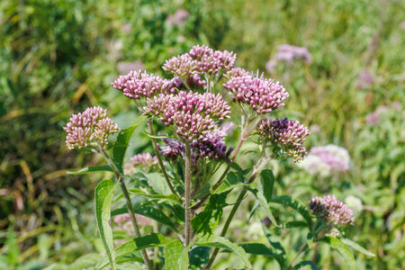 Close-up of Eupatorium cannabinum (hemp-agrimony) with pink-purple flower clusters blooming in a...