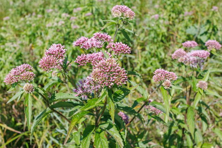Close-up of Eupatorium cannabinum (hemp-agrimony) with pink-purple flower clusters blooming in a...