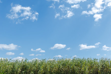 A dense growth of tall green reeds reaching towards a vivid blue summer sky dotted with scattered white clouds.の写真素材