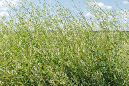 Dense growth of white sweetclover Melilotus albus with tall green stems and tiny white flowers in a sunny summer meadow.の写真素材