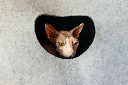 Hairless sphynx cat with yellow eyes looking out through a round hole in a soft gray felt cat house,...