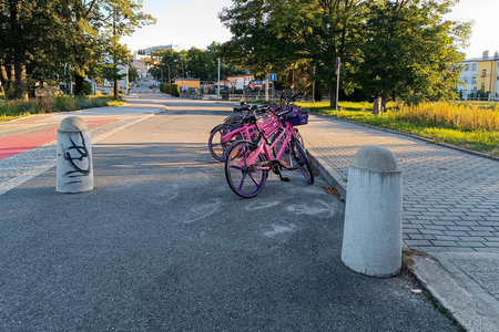 Several pink bicycles with purple details lined up at a bike-sharing station on a quiet street, with bollards, trees, and buildings in the background during sunset.の写真素材