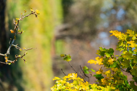 Bright yellow and green autumn leaves hang from a tree branch, with soft sunlight and a blurred...