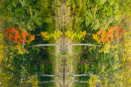 A vibrant autumn tree with red, orange, and yellow leaves stands out against green forest foliage...