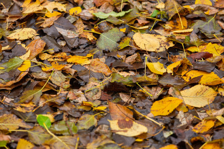 Colorful autumn leaves in shades of yellow, brown, and green cover the forest floor, creating a...