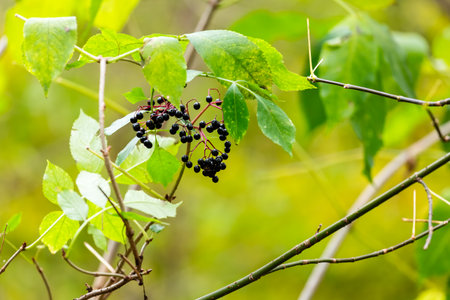 Close-up of ripe black elderberries hanging on a leafy branch in natural daylight, symbolizing wild...