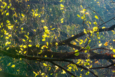 Golden sunlight filters through autumn trees in a peaceful forest, highlighting yellow and orange...