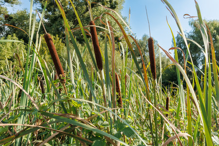 Dense group of cattail plants with tall green leaves and brown cylindrical flower spikes, growing in a natural wetland under blue sky.の写真素材
