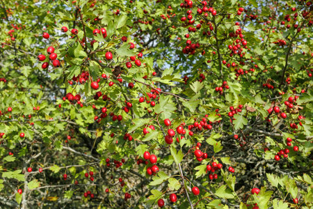 Abundant hawthorn tree branches covered with clusters of ripe red berries and green leaves, symbolizing autumn season and wild harvest.の写真素材