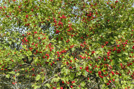 Abundant hawthorn tree branches covered with clusters of ripe red berries and green leaves, symbolizing autumn season and wild harvest.の写真素材
