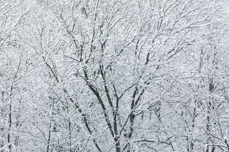 Bare trees in a winter forest are blanketed with fresh snow, their branches forming a delicate white pattern against the cold sky.の写真素材