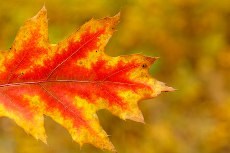 Macro photograph of a single oak leaf showing vivid fall colors, blending red, orange, and yellow...