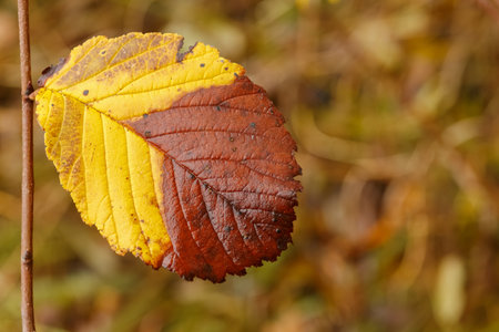 Macro photo of a single autumn leaf displaying a striking transition from bright yellow to deep brown, symbolizing the changing seasons with a soft blurred background.の写真素材
