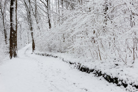 Peaceful winter scene with a narrow path winding through a forest blanketed in fresh white snow,...