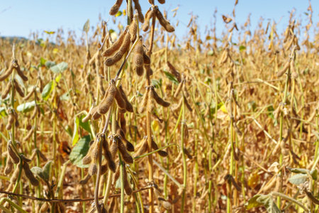 Green yellow hairy soybean pods ripen in a soybean field, close-up. Soybean field close-up. Soybean harvest in the field. The concept of a bountiful harvest. Soybeans in sunlightの写真素材