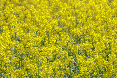 Bright yellow rapeseed flowers blooming across vast agricultural field, capturing spring season,...