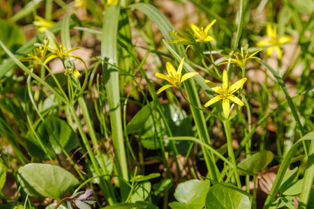 Small yellow Gagea lutea flowers blooming among green grass and forest plants, illuminated by...