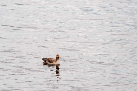 Single Gray goose, Anser anser, swimming on the Alster Lake in Hamburg.の写真素材
