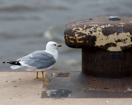Seagull and rusty bollard, selective focus.の写真素材