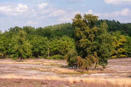 Worked area in nature reserve  Fischbeker heathland in south of Hamburg, Germany at daylight.の写真素材