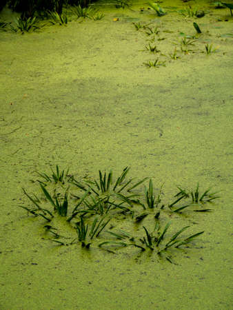 Duckweed and water plants at the water surface of a pond at daylight.の写真素材