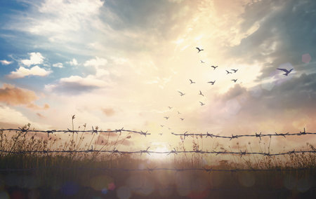 memorial day (HMD) concept: Silhouette of birds flying and barbed wire at sunset backgroundの写真素材