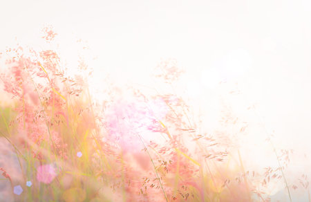 Beautiful meadow and sky against autumn landscape sunrise backgroundの写真素材
