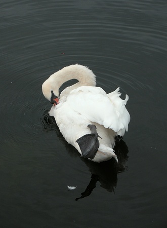 Swan grooming on the waterの写真素材