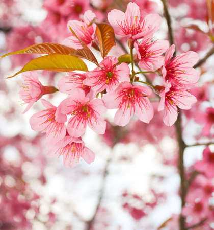 close-up cherry blossomの写真素材