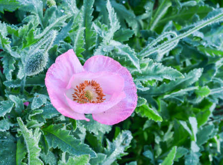 single pink poppyの写真素材