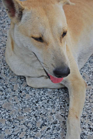 the dog sticking the tongue out is crouchingの写真素材