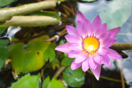 blooming pink lotus flowerの写真素材