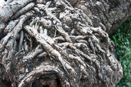 A close up of old root wooden texture 