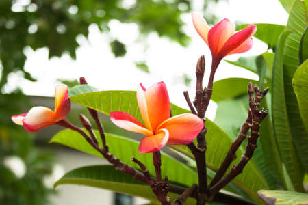 pink Frangipani flowerの写真素材