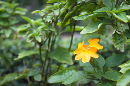 close-up of yellow and orange flowersの写真素材