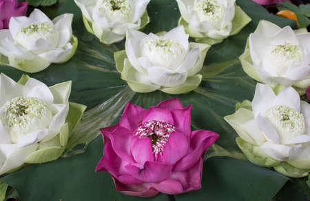 many lotus circle layout