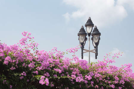 Old style street lamp pole and blue sky with pink flowerの写真素材