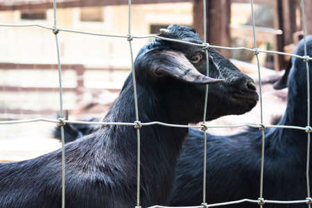 black dark goat behind a fenceの写真素材