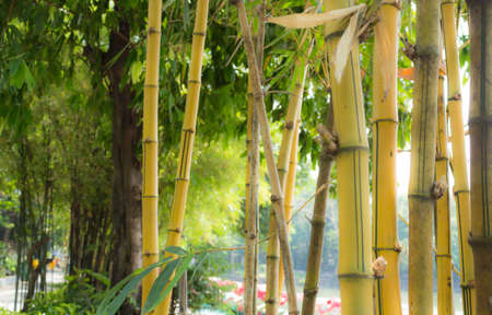 yellow bamboo backgroundの写真素材