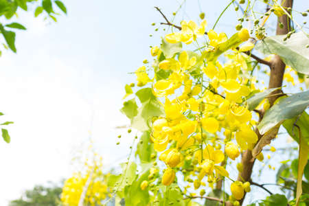 close up Golden Shower Tree or Cassia Fistula L, yellow flower of Thailand