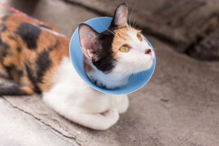 Cat wearing blue protective buster collarの写真素材