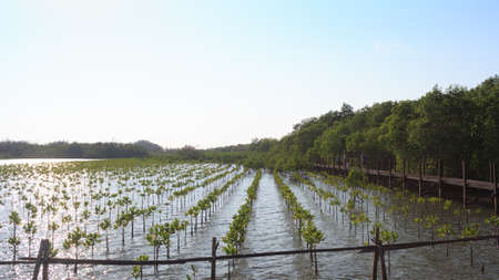 growth of young green mangrovesの写真素材